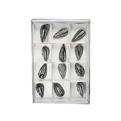 0942901012 Orthoceras in matrice, 08cm (12 pz./ UC) | grossista gemme e pietre curative