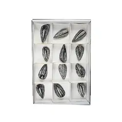 0942901012 Orthoceras en matrice, 08cm (12 pcs/UC) | Marco Schreier