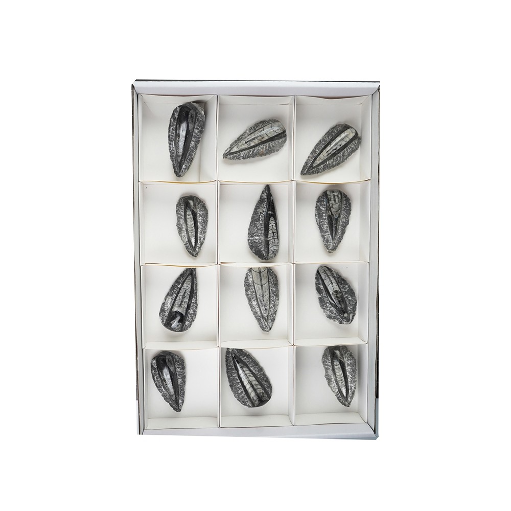 Orthoceras in Matrix, 08cm (12 St./VE) | Edelsteine, Heilsteine & Schmuck-Handel