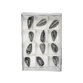Orthoceras en matriz, 08cm (12 piezas/VE) | Marco Schreier