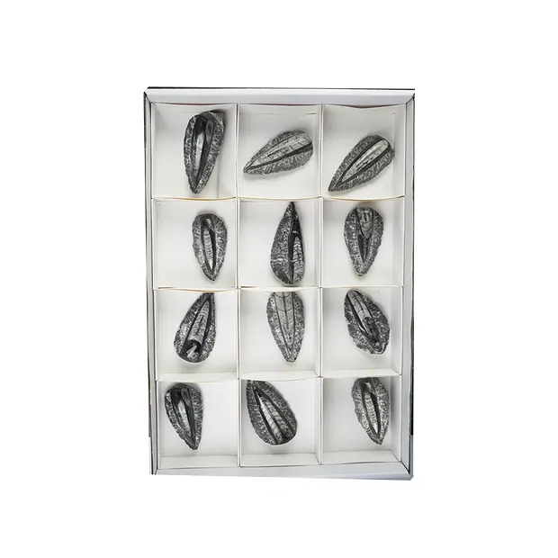 Orthoceras in matrix, 08cm (12 pcs./ PU) | wholesaler gems & healing stones