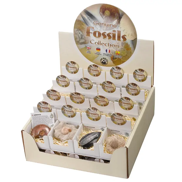 Kartondisplay "Fossilien" (32 Schachteln) | GH Edelsteine, Heilsteine & Schmuck
