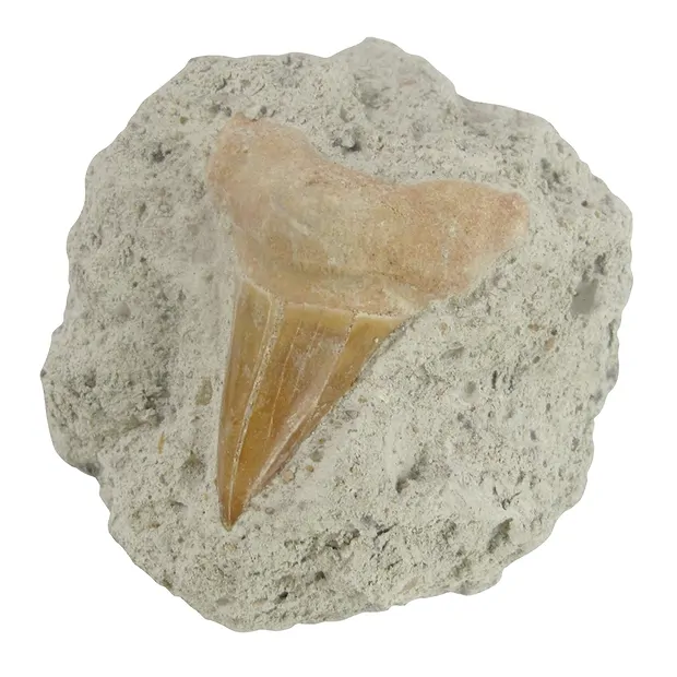 Fossils" cardboard display (32 boxes) | wholesale gems, healing stones & jewelry