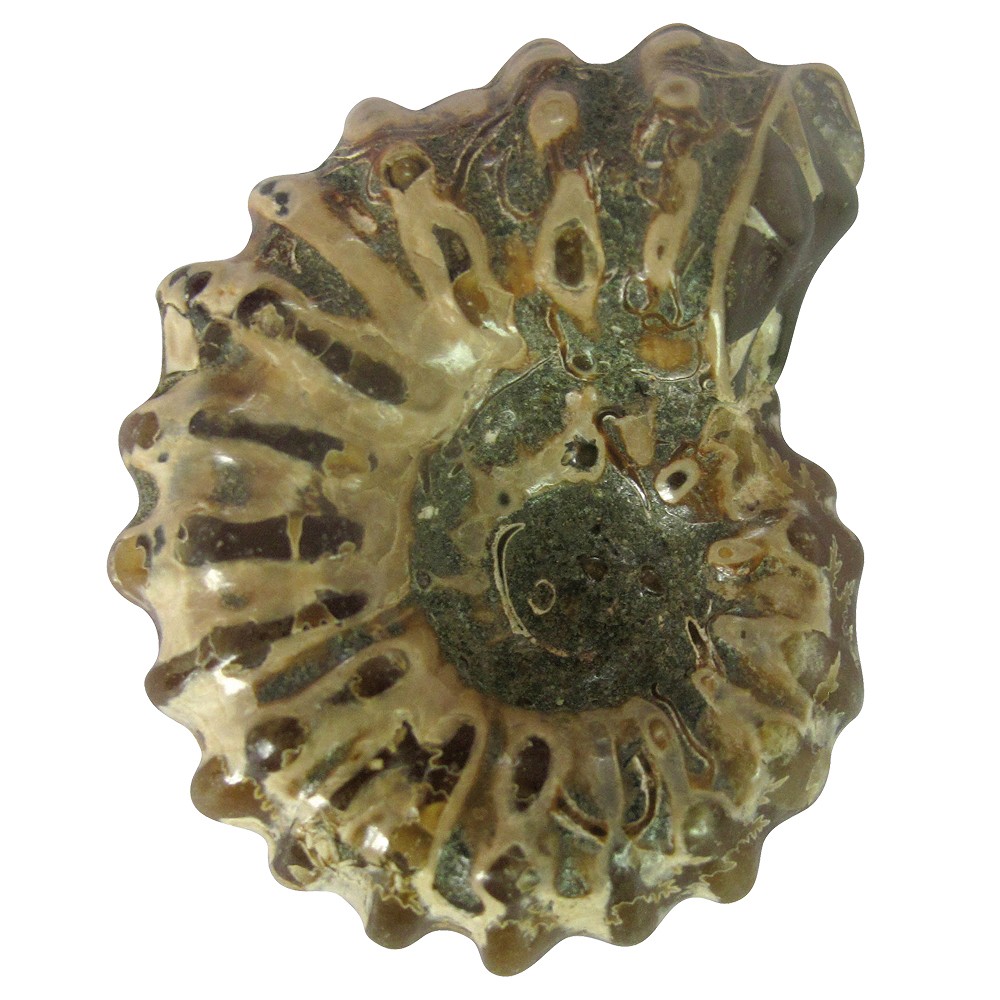 Fossils" cardboard display (32 boxes) | wholesale gems, healing stones & jewelry