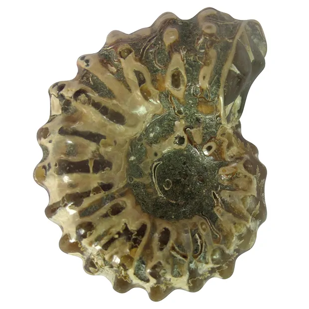 Fossils" cardboard display (32 boxes) | wholesale gems, healing stones & jewelry