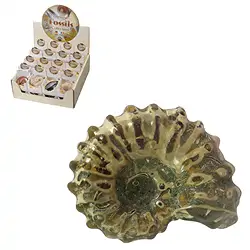 1000040451 Fossils" cardboard display (32 boxes) | wholesale gems, healing stones & jewelry