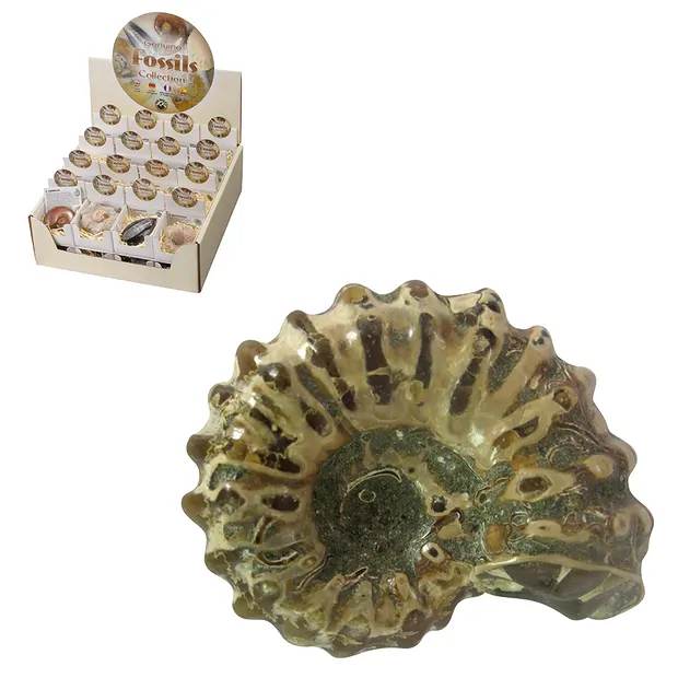Kartondisplay "Fossilien" (32 Schachteln) | GH Edelsteine, Heilsteine & Schmuck
