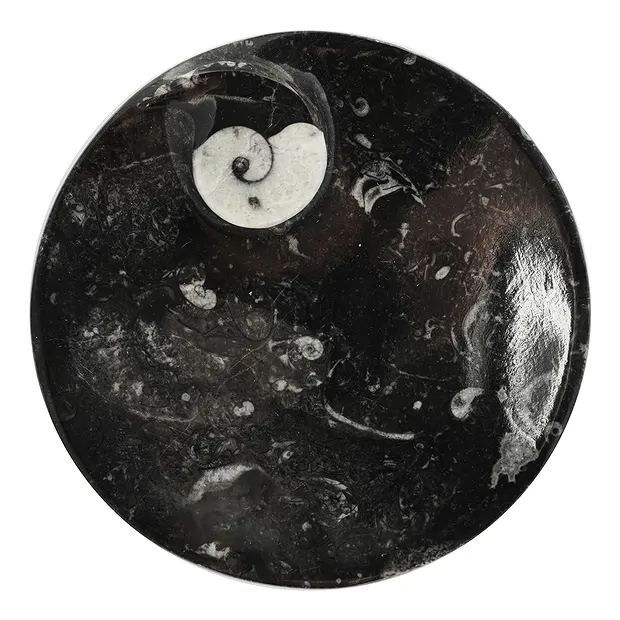 Coupe Goniatit ronde, 15cm | Pierres précieuses, pierres thérapeutiques & bijoux