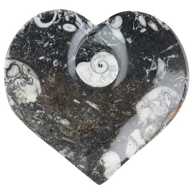 Orthoceras cuenco corazón, 15cm | piedras preciosas, piedras curativas y joyería