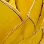 https://cdn.marcoschreier.com/content/productimages/1061405142_d2.jpg