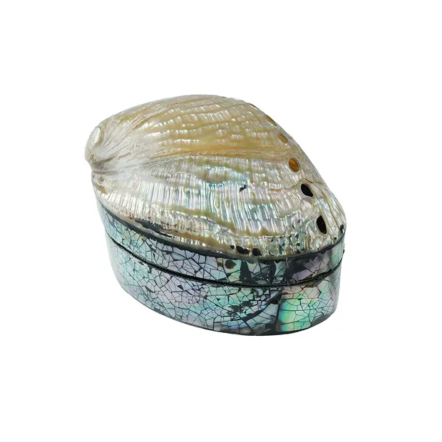 Box shell lid, 06 x 04cm | wholesaler - gems, precious & healing stones, jewelry