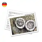 https://cdn.marcoschreier.com/content/productimages/1507802000_zoom.jpg