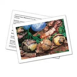 1523902000 Mineral Card Septarian (PU with 10 pieces) | wholesaler gems & healing stones