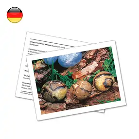 Carta minerale Settaria (UC con 10 pezzi) | grossista gemme e pietre curative