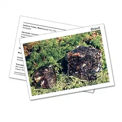 1527002000 Mineralienkarte Dravit  (VE mit 10 Stück) | GH Edelsteine, Heilsteine & Schmuck