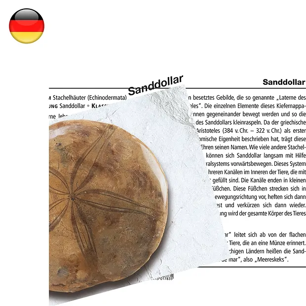 Mineralienkarte Sanddollar (VE mit 10 Stück) | Marco Schreier