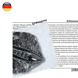 1560102000 Mineralienkarte Orthoceras (VE mit 10 Stück) | Edelsteine, Heilsteine & Schmuck
