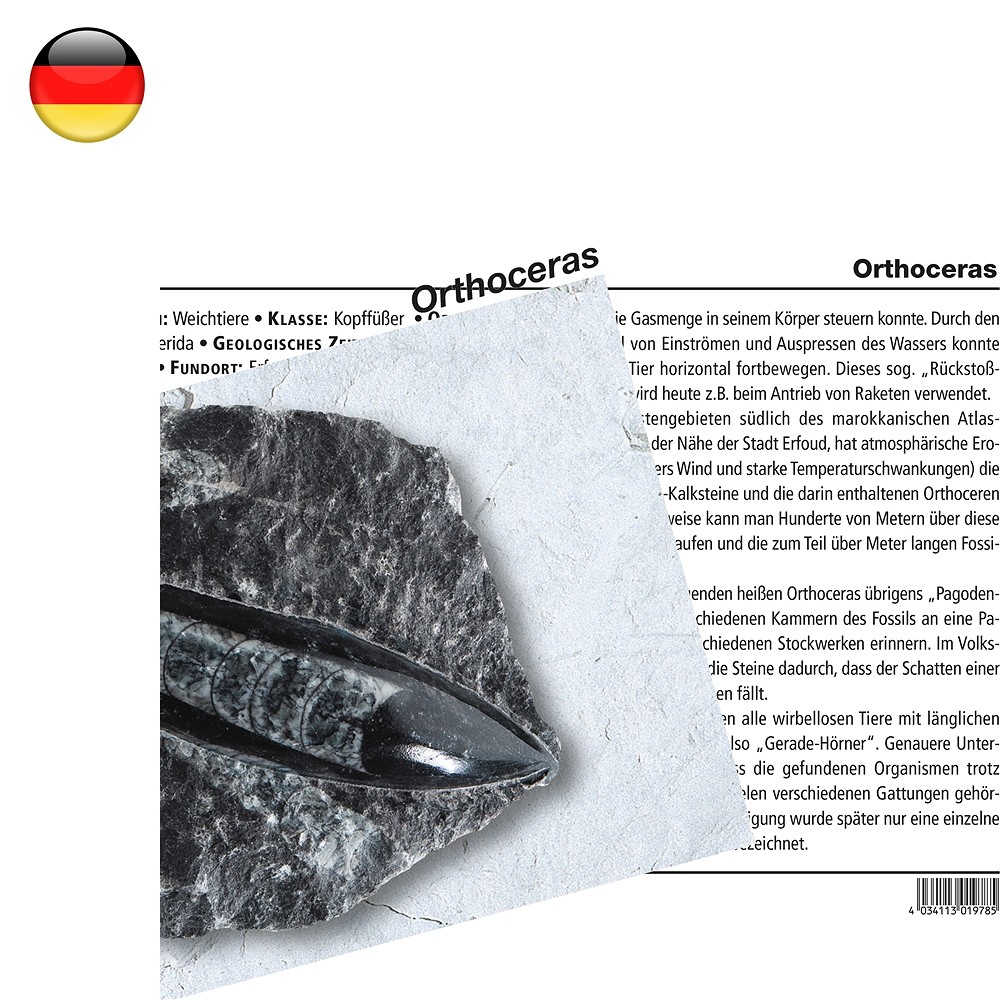 Mineral Card Orthoceras (PU with 10 pieces) | wholesaler gems & healing stones