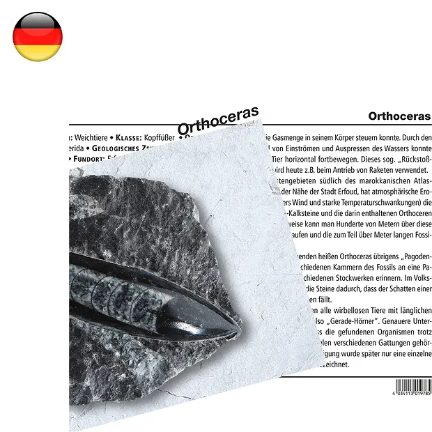Mineralienkarte Orthoceras (VE mit 10 Stück) | Edelsteine, Heilsteine & Schmuck