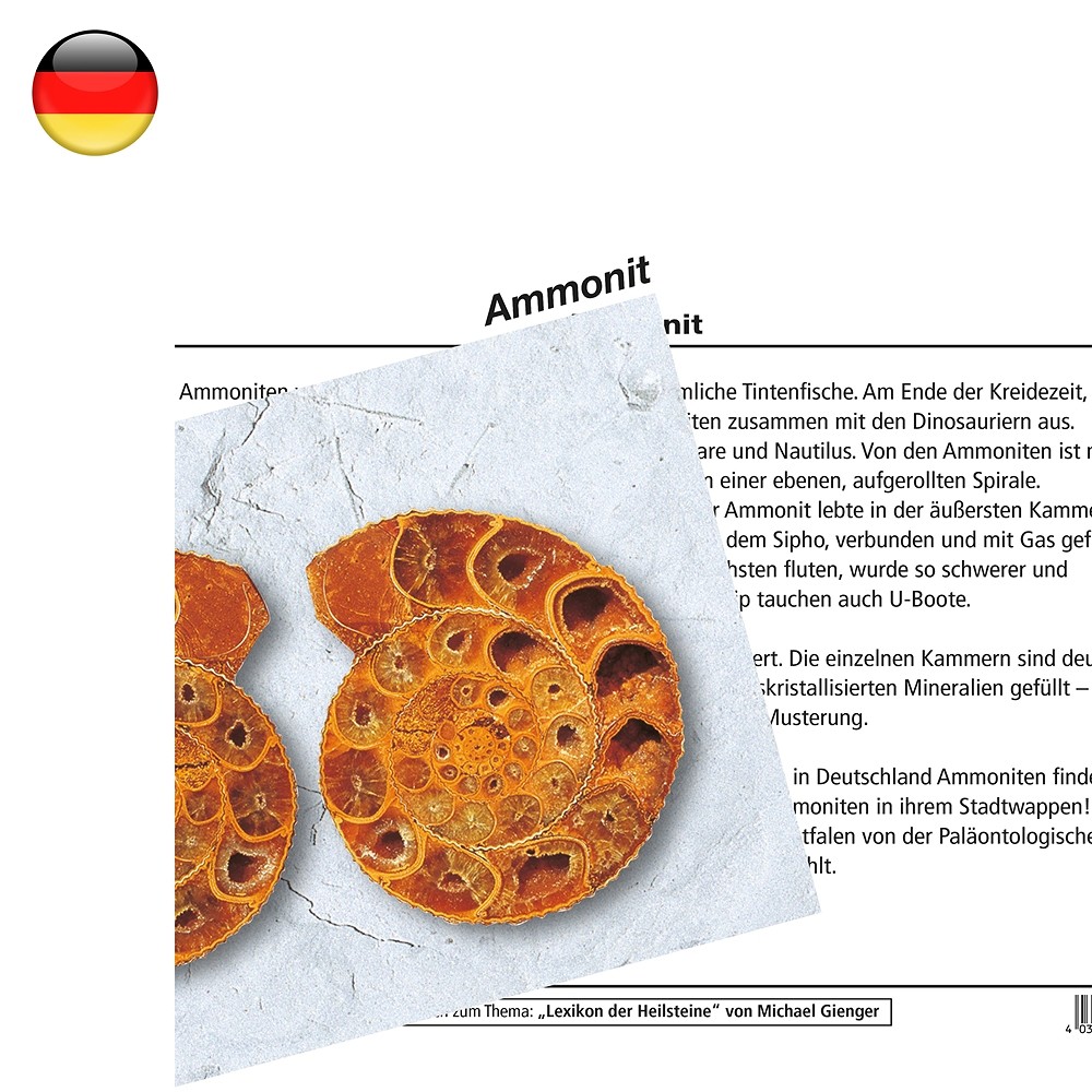 Mineral Card Ammonite (Madagascar) (PU with 10 pieces) | Marco Schreier