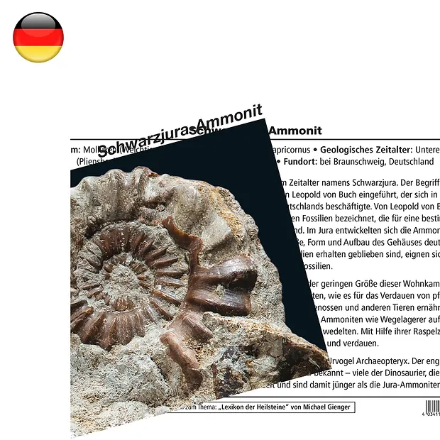 Mineralienkarte Ammonit Schwarzjura (VE mit 10 Stück) | Marco Schreier