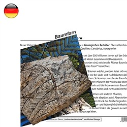1560502000 Mineralienkarte Baumfarn (VE mit 10 St&#xFC;ck) | Edelsteine, Heilsteine &amp; Schmuck