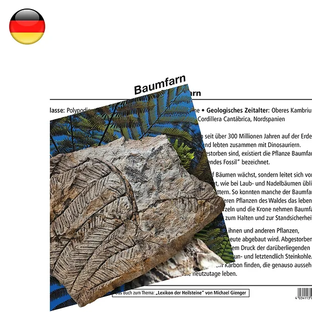 Mineralienkarte Baumfarn (VE mit 10 Stück) | Edelsteine, Heilsteine & Schmuck