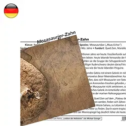 1560702000 Mineralienkarte Mosasaurier-Zahn  (VE mit 10 Stück) | Marco Schreier