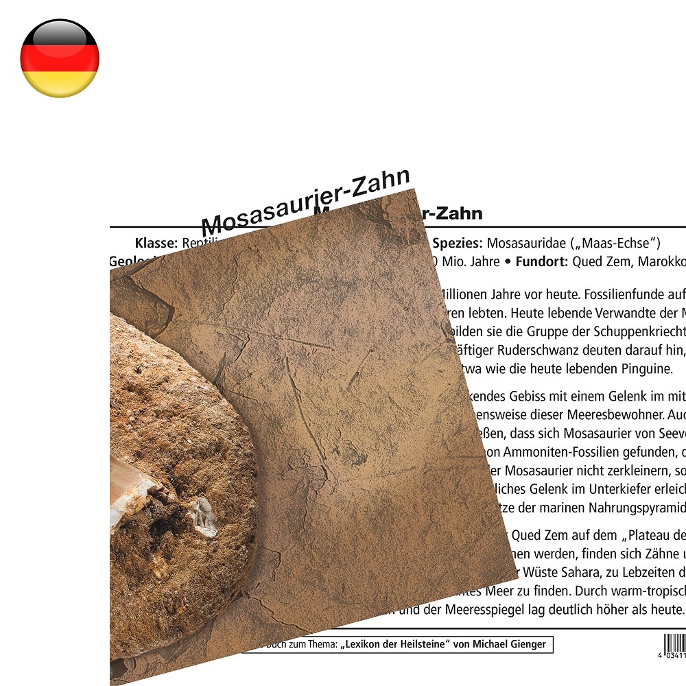 Carte minéralogique Dent de mosasaure (UC de 10 pièces) | Marco Schreier