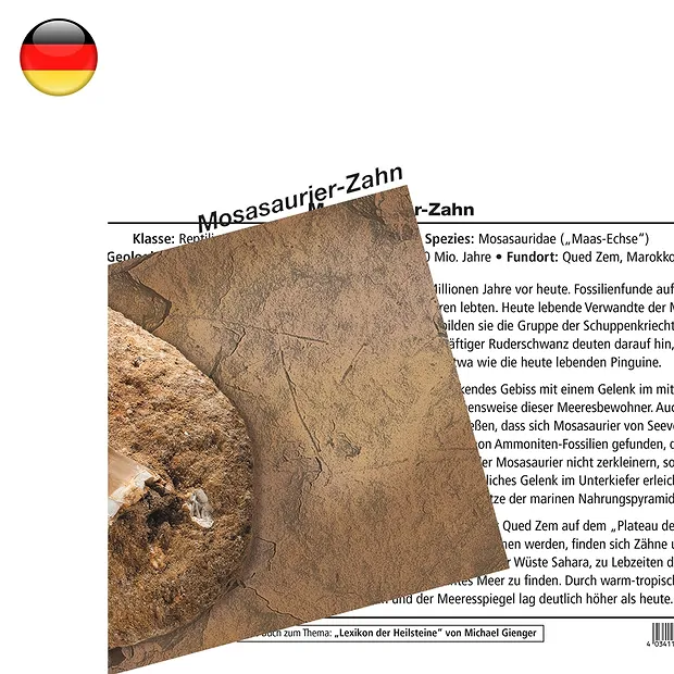 Tarjeta mineral Diente de mosasaurio (PU con 10 piezas) | Marco Schreier