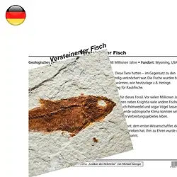 1560802000 Tarjeta mineral Piscis petrificados (PU con 10 piezas) | Marco Schreier