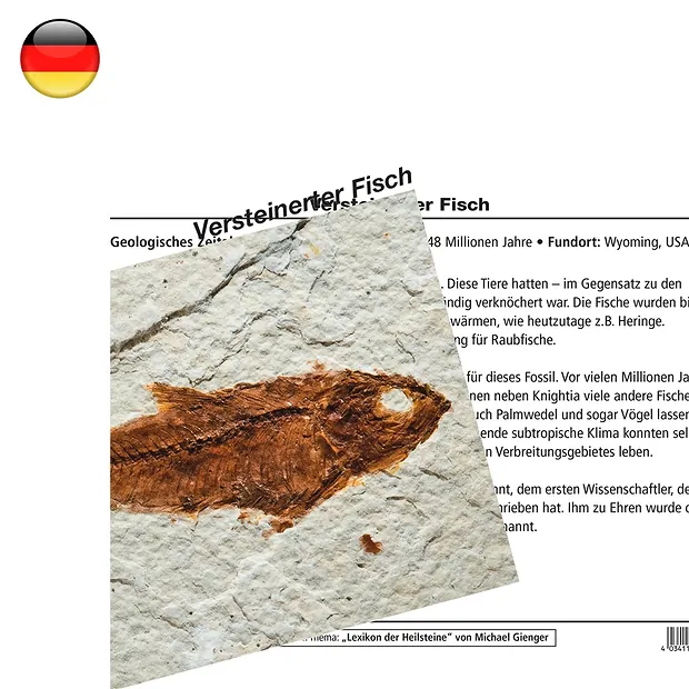 Mineralienkarte Versteinerter Fisch (VE mit 10 Stück) | Marco Schreier