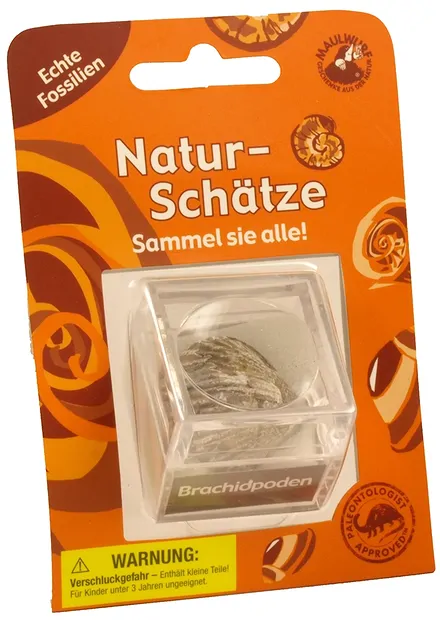 Lupendose Brachiopode Sonderpreis! | Schreier Edelsteine, Heilsteine & Schmuck