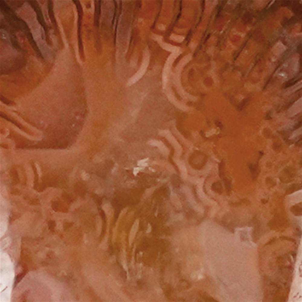 Colgante de coral cuerno, oval (25 x 20 mm), granate, 4,0 cm, rodinado | Marco Schreier