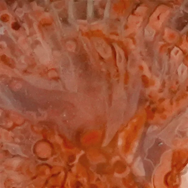 Pendentif Corne de corail, Ovale (20mm), Goutte (18mm), 4,8cm, rhodié | Marco Schreier