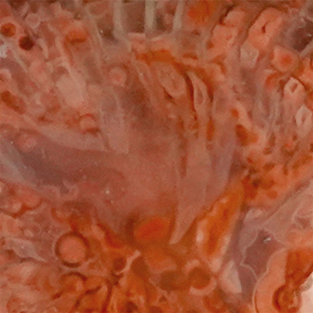 Horn coral pendant, oval (17mm), 2.2cm, rhodiniert | Marco Schreier