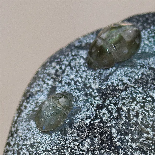 Engraving beetle, labradorite, 6.5 cm, unique 005 | Marco Schreier