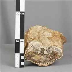2804187004 Anschliff versteinertes Holz, 10 x 13cm, Unikat 004 | Marco Schreier