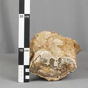 Madera petrificada lijada, 10 x 13cm, único 004 | Marco Schreier