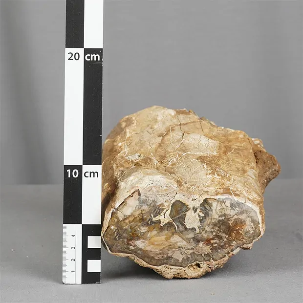 Anschliff versteinertes Holz, 10 x 13cm, Unikat 004 | Marco Schreier