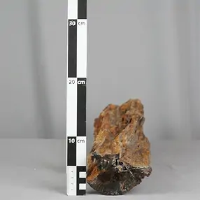 Foresta fossile taglata, 08 x 11 cm, unico 005 | Marco Schreier