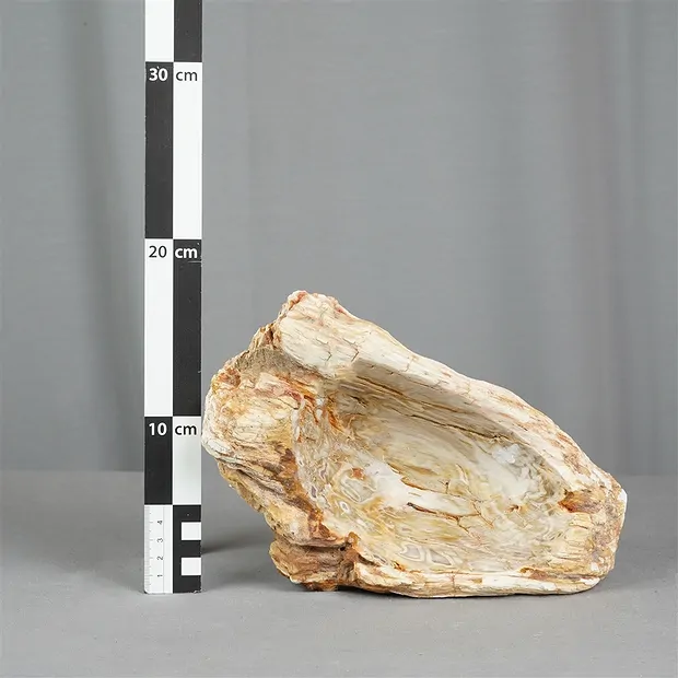 Petrified Wood bowl, 13 x 23 cm, unique 006 | wholesaler gems & healing stones