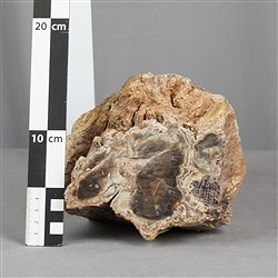 2804187010 Anschliff versteinertes Holz, 10 x 13cm, Unikat 010 | Marco Schreier