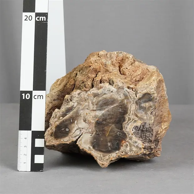One side polished piece Petrified Wood, 10 x 13cm, unique 010 | Marco Schreier