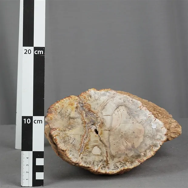 Madera petrificada lijada, 12 x 18cm, pieza única 011 | Marco Schreier