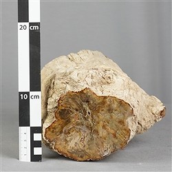 2804187012 Madera petrificada lijada, 13 x 12cm, pieza única 012 | Marco Schreier