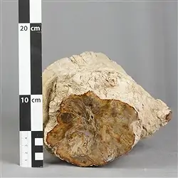 2804187012 Foresta fossile taglata, 13 x 12 cm, pezzo unico 012 | Marco Schreier