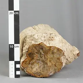 Madera petrificada lijada, 13 x 12cm, pieza única 012 | Marco Schreier
