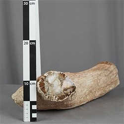 2804187013 Madera petrificada lijada, 09 x 10cm, ejemplar único 013 | Marco Schreier