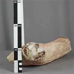 2804187013 Anschliff versteinertes Holz, 09 x 10cm, Unikat 013 | Marco Schreier
